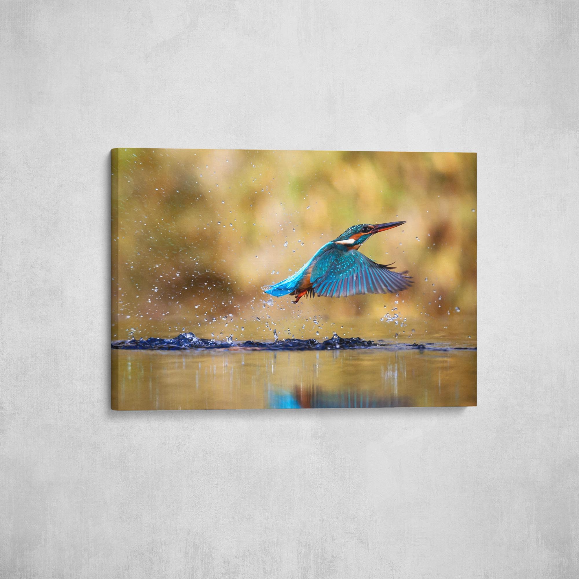 Canvas Kingfisher - Angel-Bude.eu