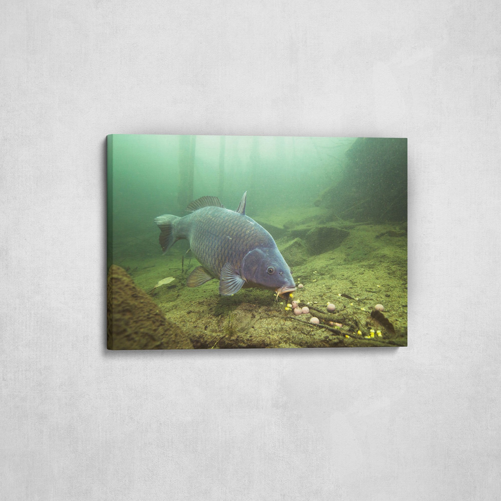 Canvas Carp Underwater - Angel-Bude.eu